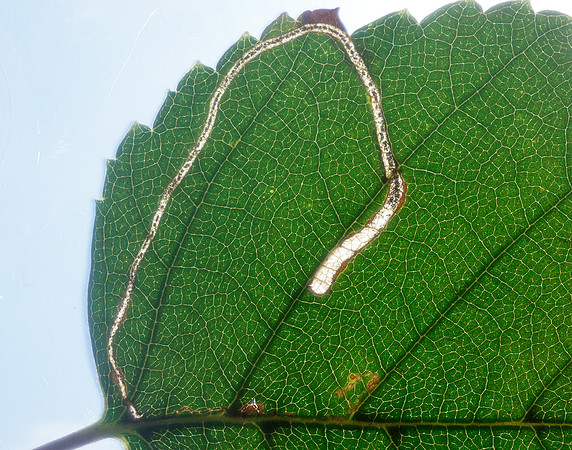 21.001 BF263 Apple Leaf Miner Lyonetia clerkella