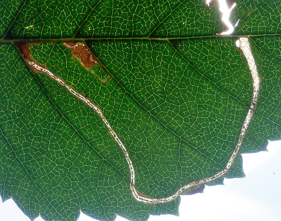 21.001 BF263 Apple Leaf Miner Lyonetia clerkella