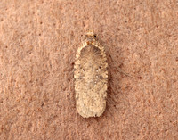 32.018 BF688 Agonopterix heracliana