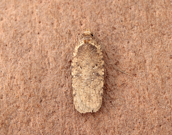 32.018 BF688 Agonopterix heracliana