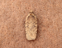32.018 BF688 Agonopterix heracliana