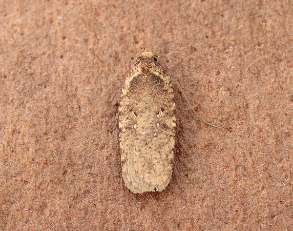 32.018 BF688 Agonopterix heracliana