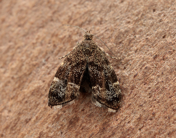 48.001 BF385 Nettle-tap Anthophila fabriciana