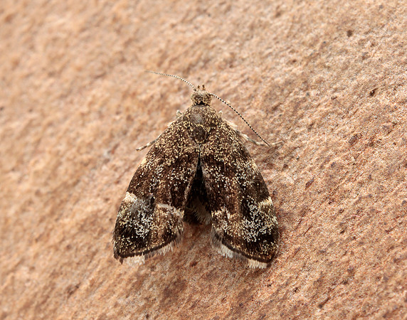 48.001 BF385 Nettle-tap Anthophila fabriciana