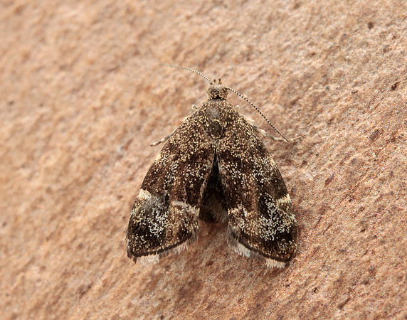 48.001 BF385 Nettle-tap Anthophila fabriciana
