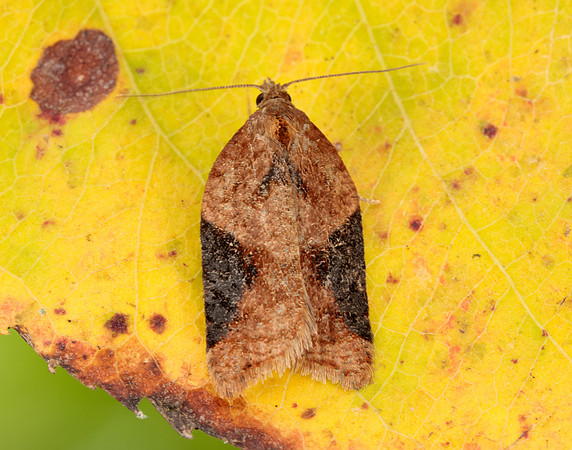 49.066 BF1038 Acleris laterana
