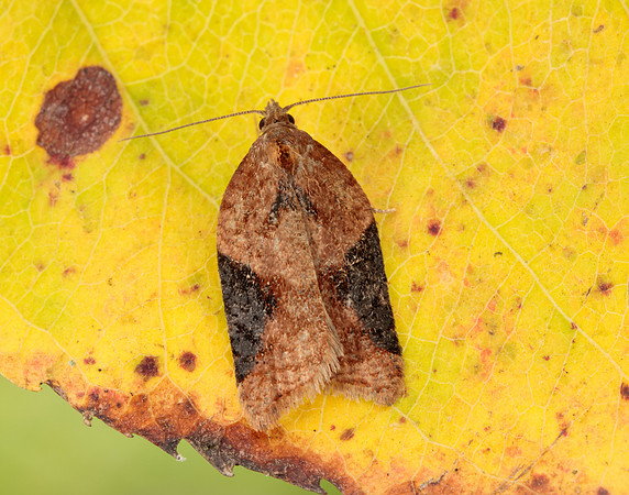 49.066 BF1038 Acleris laterana