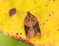 49.066 BF1038 Acleris laterana