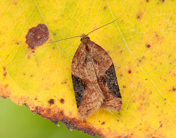 49.066 BF1038 Acleris laterana