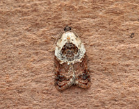 49.077 BF1048 Garden Rose Tortrix Acleris variegana