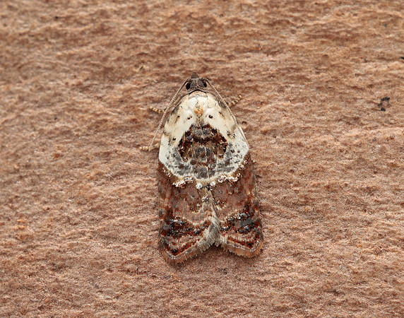 49.077 BF1048 Garden Rose Tortrix Acleris variegana