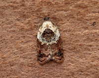 49.077 BF1048 Garden Rose Tortrix Acleris variegana