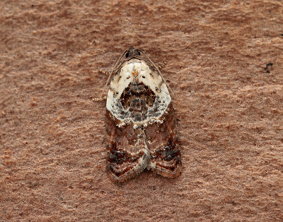 49.077 BF1048 Garden Rose Tortrix Acleris variegana