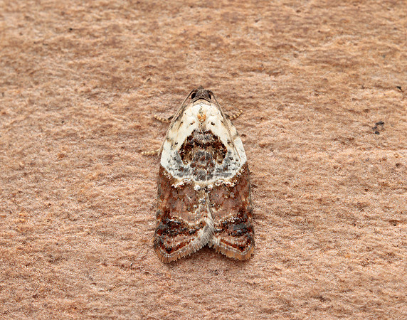 49.077 BF1048 Garden Rose Tortrix Acleris variegana