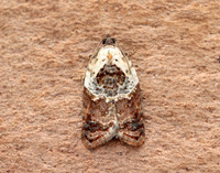 49.077 BF1048 Garden Rose Tortrix Acleris variegana