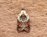 49.077 BF1048 Garden Rose Tortrix Acleris variegana