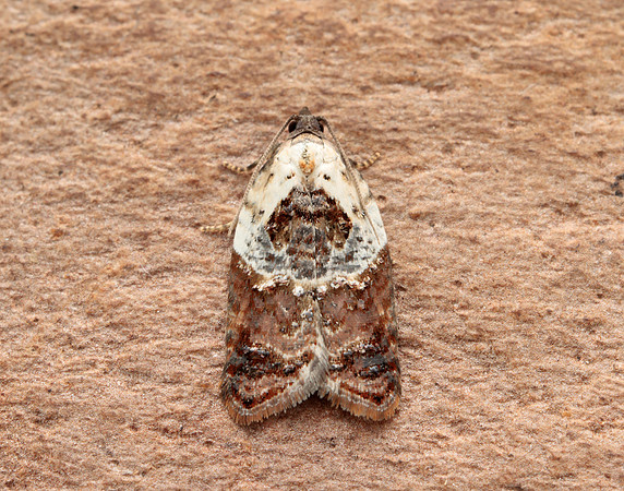 49.077 BF1048 Garden Rose Tortrix Acleris variegana