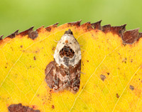 49.077 BF1048 Garden Rose Tortrix Acleris variegana