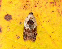 49.077 BF1048 Garden Rose Tortrix Acleris variegana