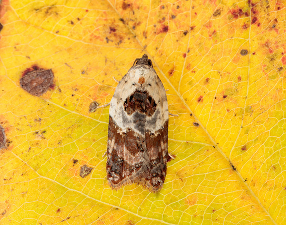 49.077 BF1048 Garden Rose Tortrix Acleris variegana