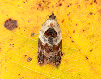 49.077 BF1048 Garden Rose Tortrix Acleris variegana