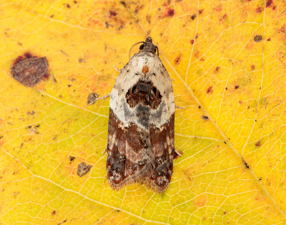 49.077 BF1048 Garden Rose Tortrix Acleris variegana