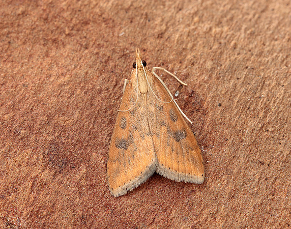 63.031 BF1395 Rusty Dot Pearl Udea ferrugalis
