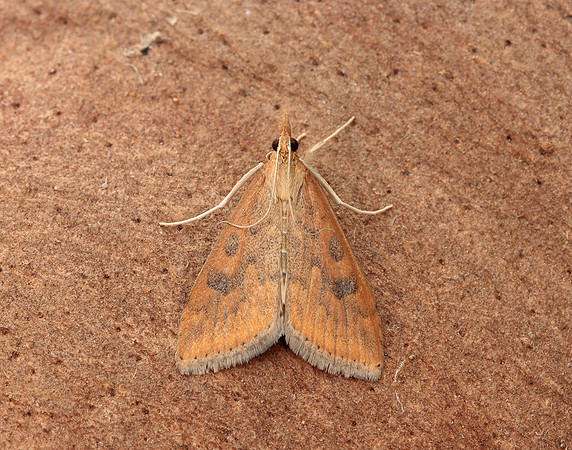 63.031 BF1395 Rusty Dot Pearl Udea ferrugalis