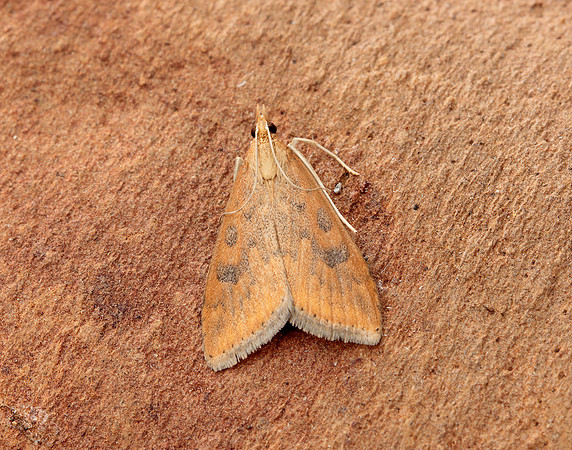 63.031 BF1395 Rusty Dot Pearl Udea ferrugalis