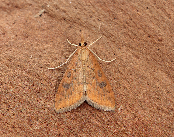 63.031 BF1395 Rusty Dot Pearl Udea ferrugalis