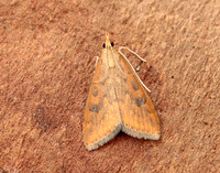 63.031 BF1395 Rusty Dot Pearl Udea ferrugalis