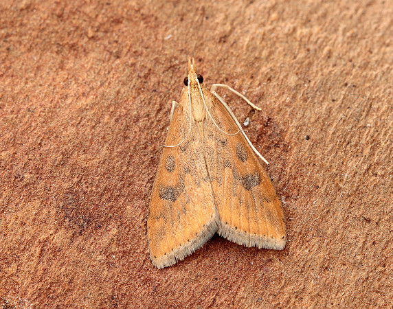 63.031 BF1395 Rusty Dot Pearl Udea ferrugalis