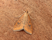 63.031 BF1395 Rusty Dot Pearl Udea ferrugalis