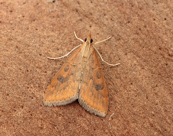 63.031 BF1395 Rusty Dot Pearl Udea ferrugalis
