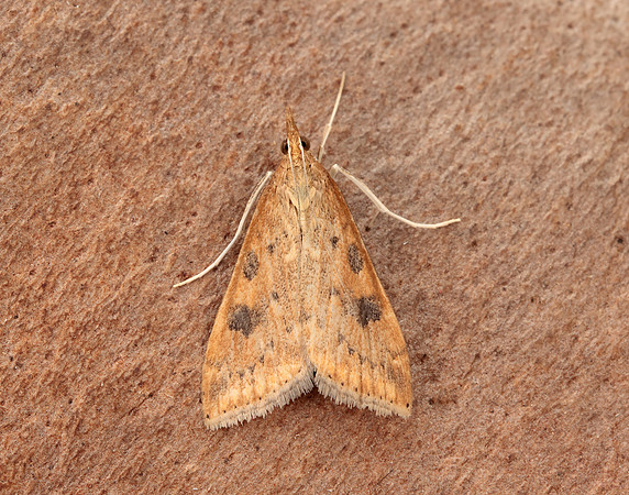 63.031 BF1395 Rusty Dot Pearl Udea ferrugalis