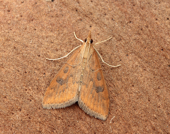 63.031 BF1395 Rusty Dot Pearl Udea ferrugalis