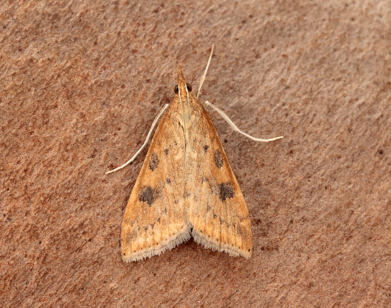 63.031 BF1395 Rusty Dot Pearl Udea ferrugalis
