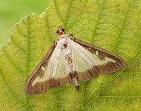 63.054 BF1409a Box-tree Moth Cydalima perspectalis