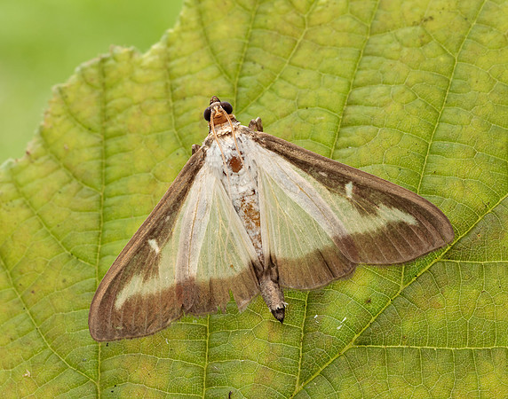 63.054 BF1409a Box-tree Moth Cydalima perspectalis