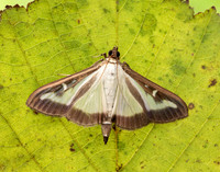 63.054 BF1409a Box-tree Moth Cydalima perspectalis