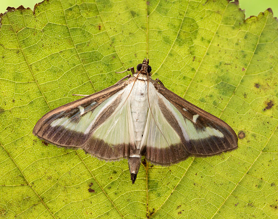 63.054 BF1409a Box-tree Moth Cydalima perspectalis