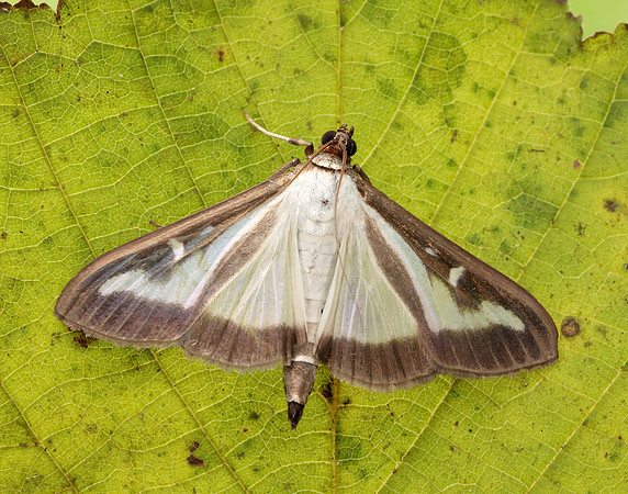 63.054 BF1409a Box-tree Moth Cydalima perspectalis