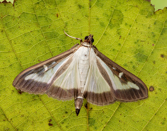63.054 BF1409a Box-tree Moth Cydalima perspectalis