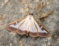 63.054 BF1409a Box-tree Moth Cydalima perspectalis