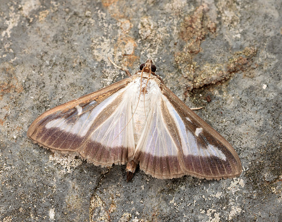 63.054 BF1409a Box-tree Moth Cydalima perspectalis