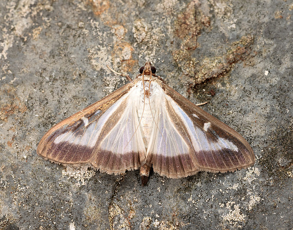 63.054 BF1409a Box-tree Moth Cydalima perspectalis