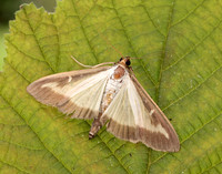 63.054 BF1409a Box-tree Moth Cydalima perspectalis