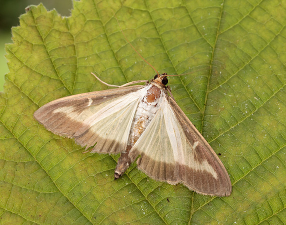 63.054 BF1409a Box-tree Moth Cydalima perspectalis