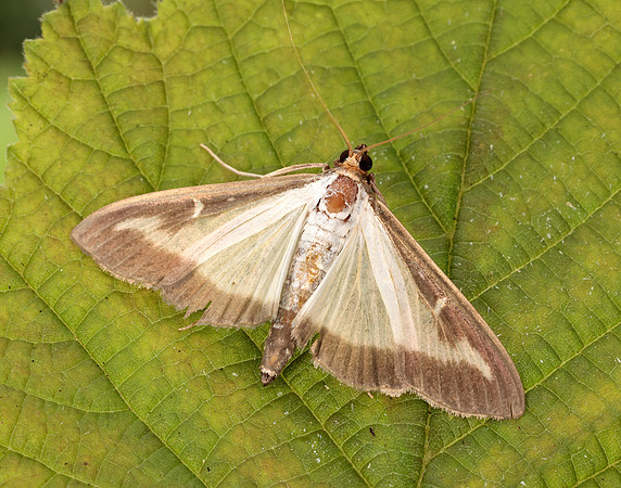 63.054 BF1409a Box-tree Moth Cydalima perspectalis
