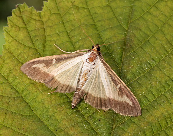 63.054 BF1409a Box-tree Moth Cydalima perspectalis